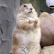 taiの画像
