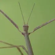 たこやき