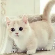 タ・ナバタ