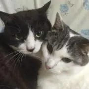 とちの画像