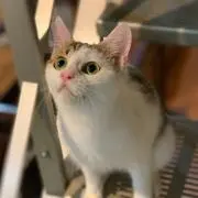 KENZOの画像