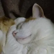 茶とらの画像