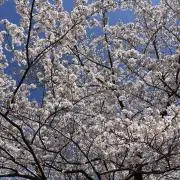 ゆうき