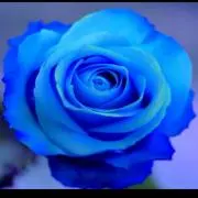 La rose bleueの画像