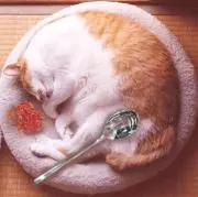 おしるこの画像