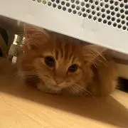 nano