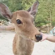 ろっぷ