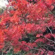 やん