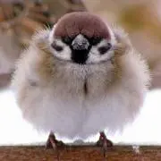 ROROck
