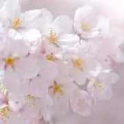 さくらの画像