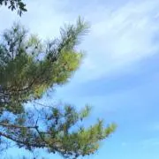 かりんの画像