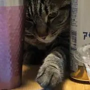 モンパル　購入前プロフお願いしますの画像