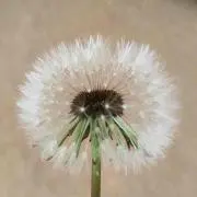 たんぽぽ