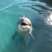 ちり