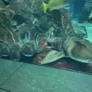 いっしーの画像