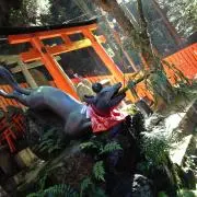 大熊猫の画像