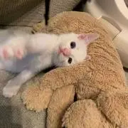 nの画像
