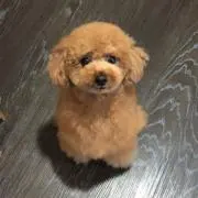 PEACE-Kの画像