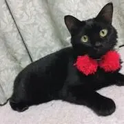 まるまるの画像