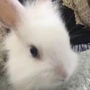 ♡うさ♡