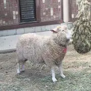 どんがばちょ
