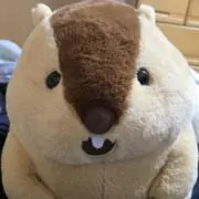 Mosulの画像
