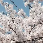 may