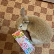 ちろるの画像