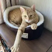 aroの画像