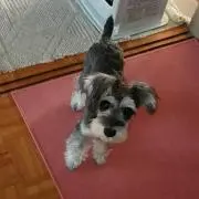 ぴーこ