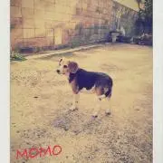 maicococo