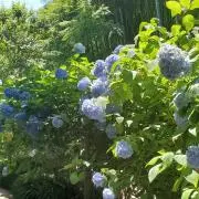 ぽんたの画像