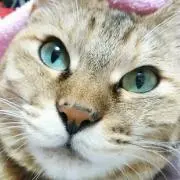 きゃんちゃん(^^)の画像