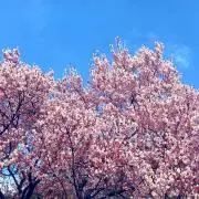 BABBIの画像
