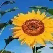 る