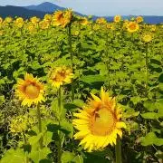はるかの画像