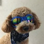 T2の画像