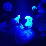 おーいお茶の画像