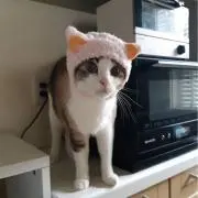 かいの画像
