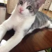 kie