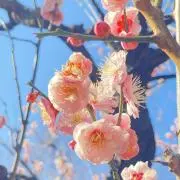 めぐみんの画像
