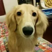 Image of ハセハセ