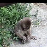 SSの画像