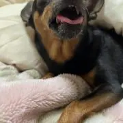 ゆるふの画像