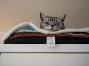 yodyの画像