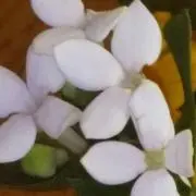 konekoの画像