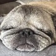 おうくんの画像
