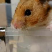 koroちゃん
