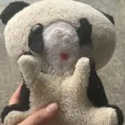 蓮の画像