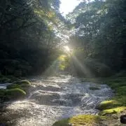 Yの画像